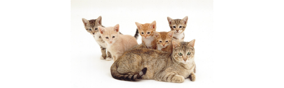 mother_cat_and_kittens