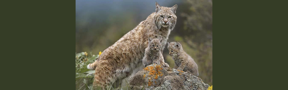 lynx_mother_and_kittens