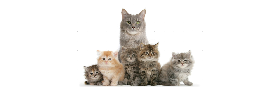 Maine_Coon_and_her_kittens