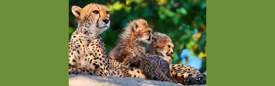cheetah_mother_and_kittens