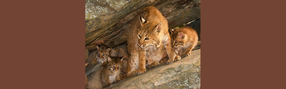lynx_mother_with_kittens_in_den