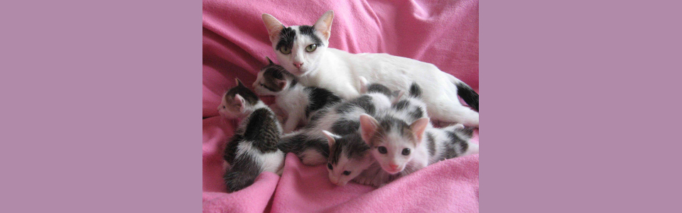 mother_with_5_kittens