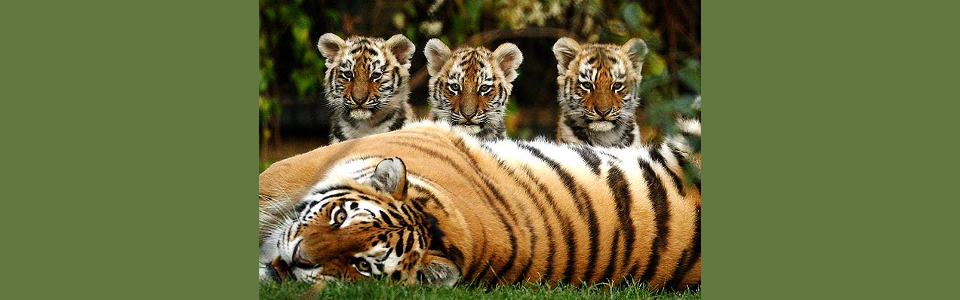 tiger_mother_and_kittens