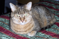 Tara